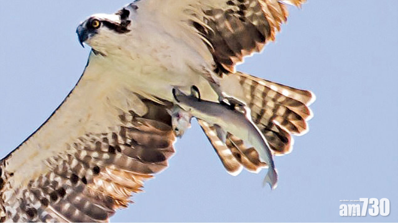 幼鯊捕魚海鷹在後