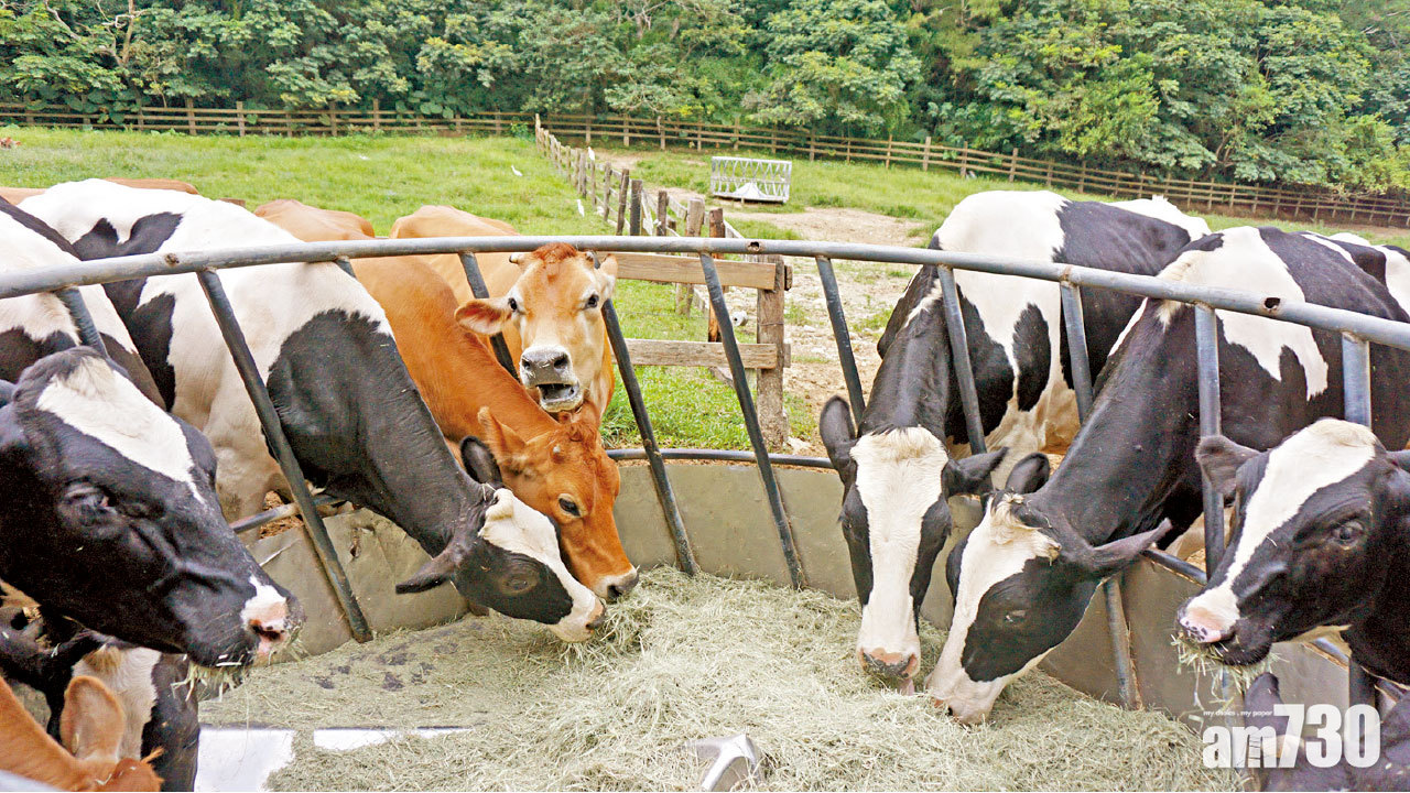 台灣 苗栗縣 走近動物與大自然