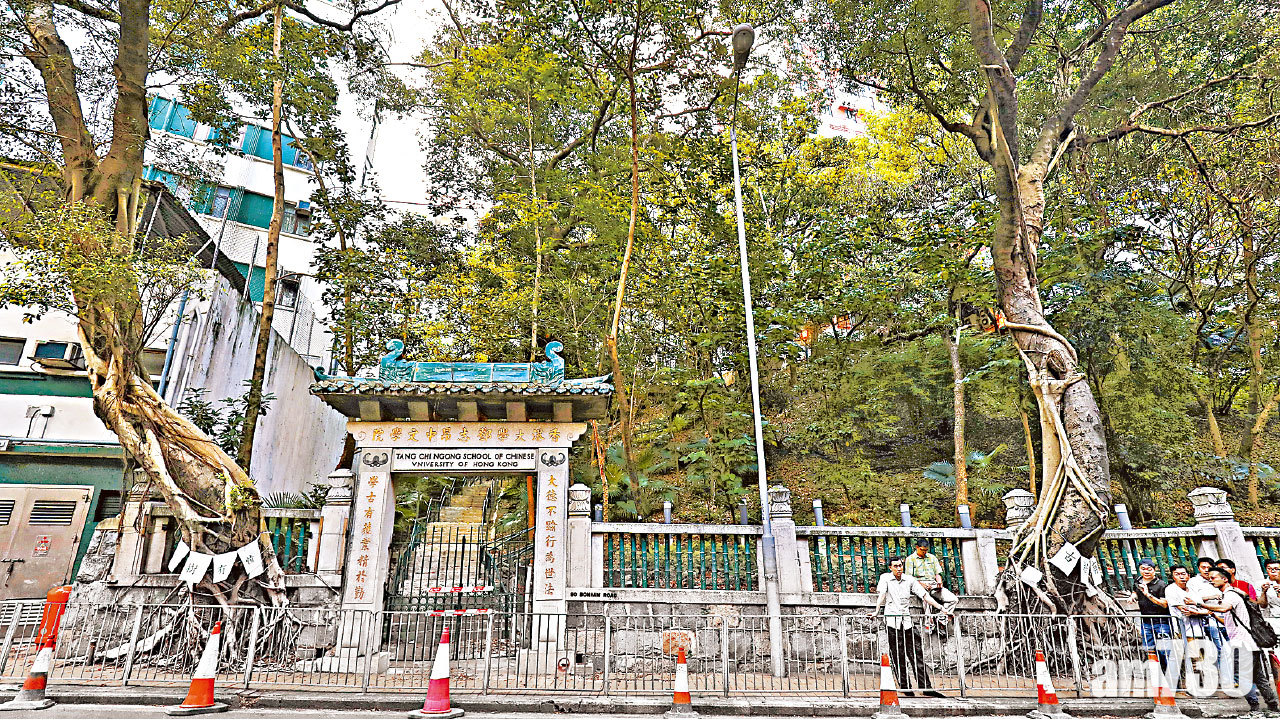 團體質疑當局未盡力保護  政府稱為安全斬兩老榕樹