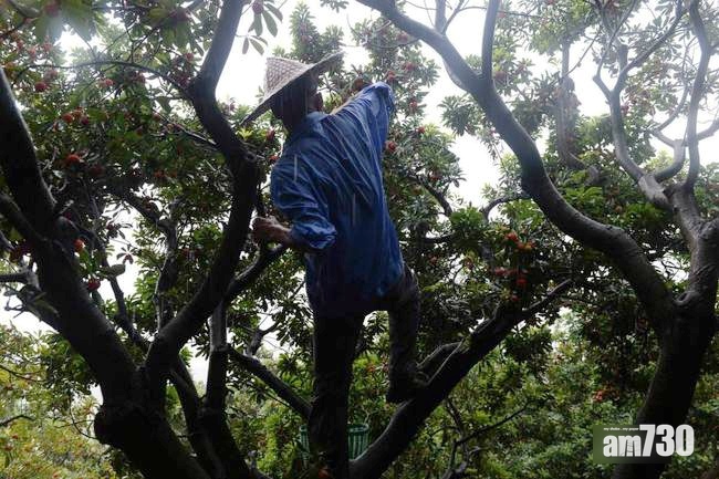 六旬翁上樹摘楊梅跌死 家屬控樹太易爬索償60萬