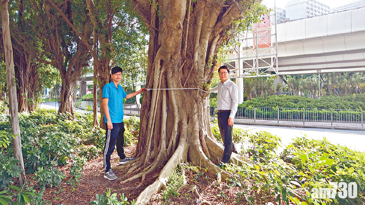 料年省35萬元環保開支 古樹減空氣污染物1300公斤