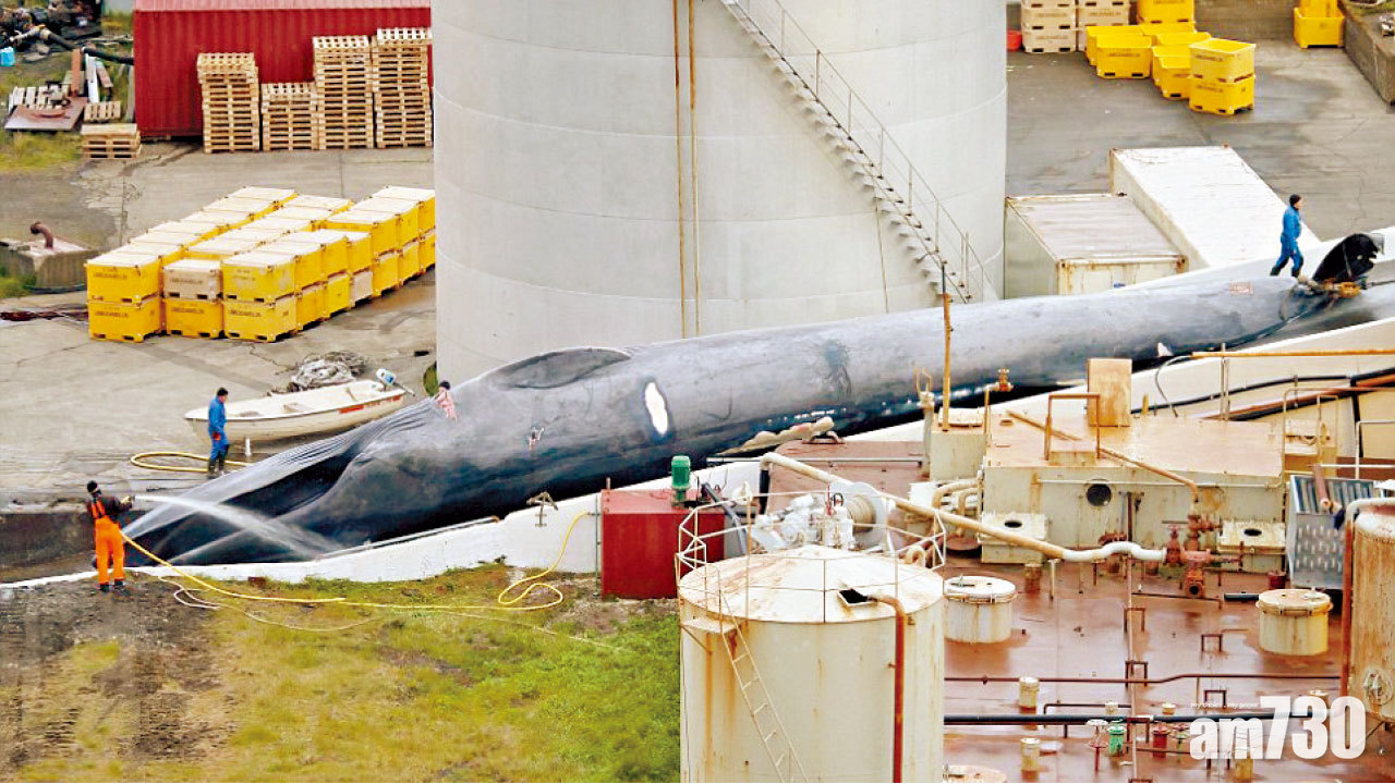 50年來首次 冰島公司非法獵藍鯨