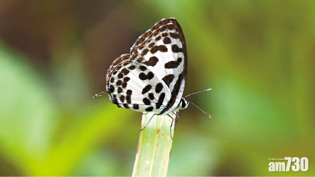 受氣候暖化影響 時隔41年豹灰蝶重現香江