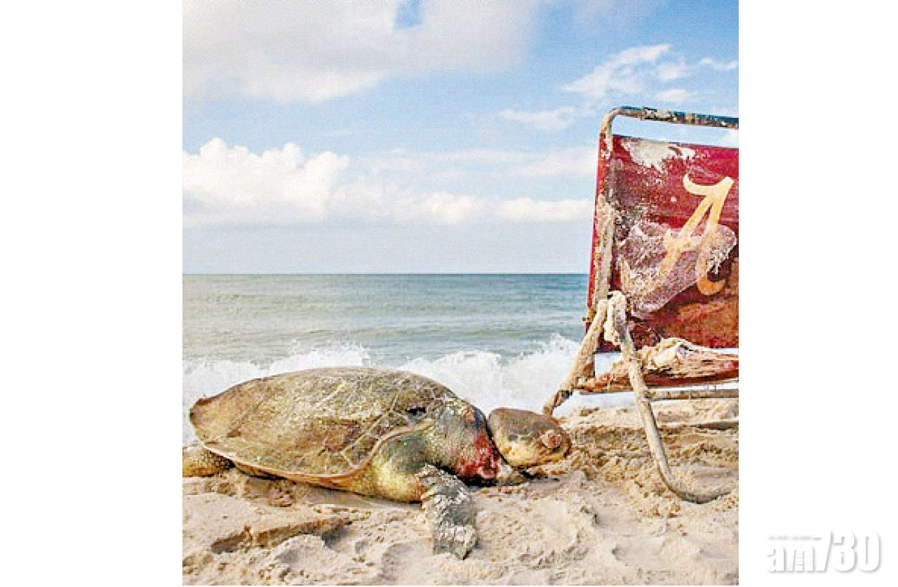 圖片新聞:垃圾殺龜