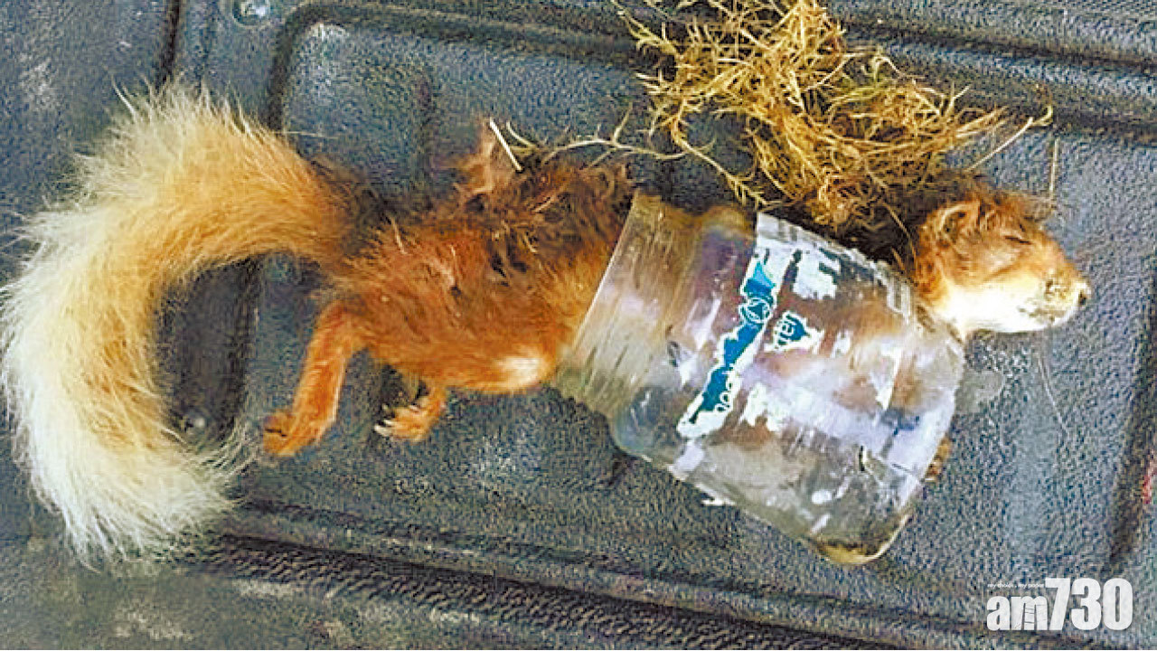 瀕危紅松鼠 遭膠樽裂縫割喉亡
