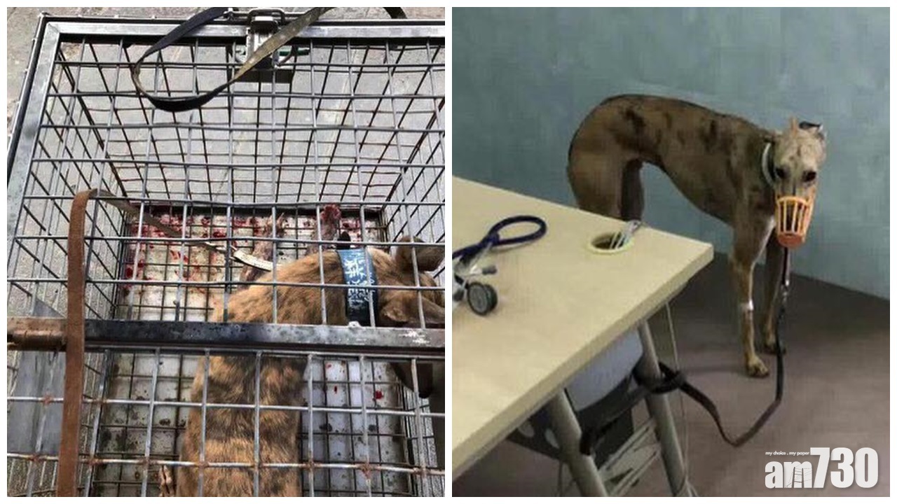 【格力犬命運】蘇嘉豪引述有狗發燒流鼻血  狗場環境相當惡劣