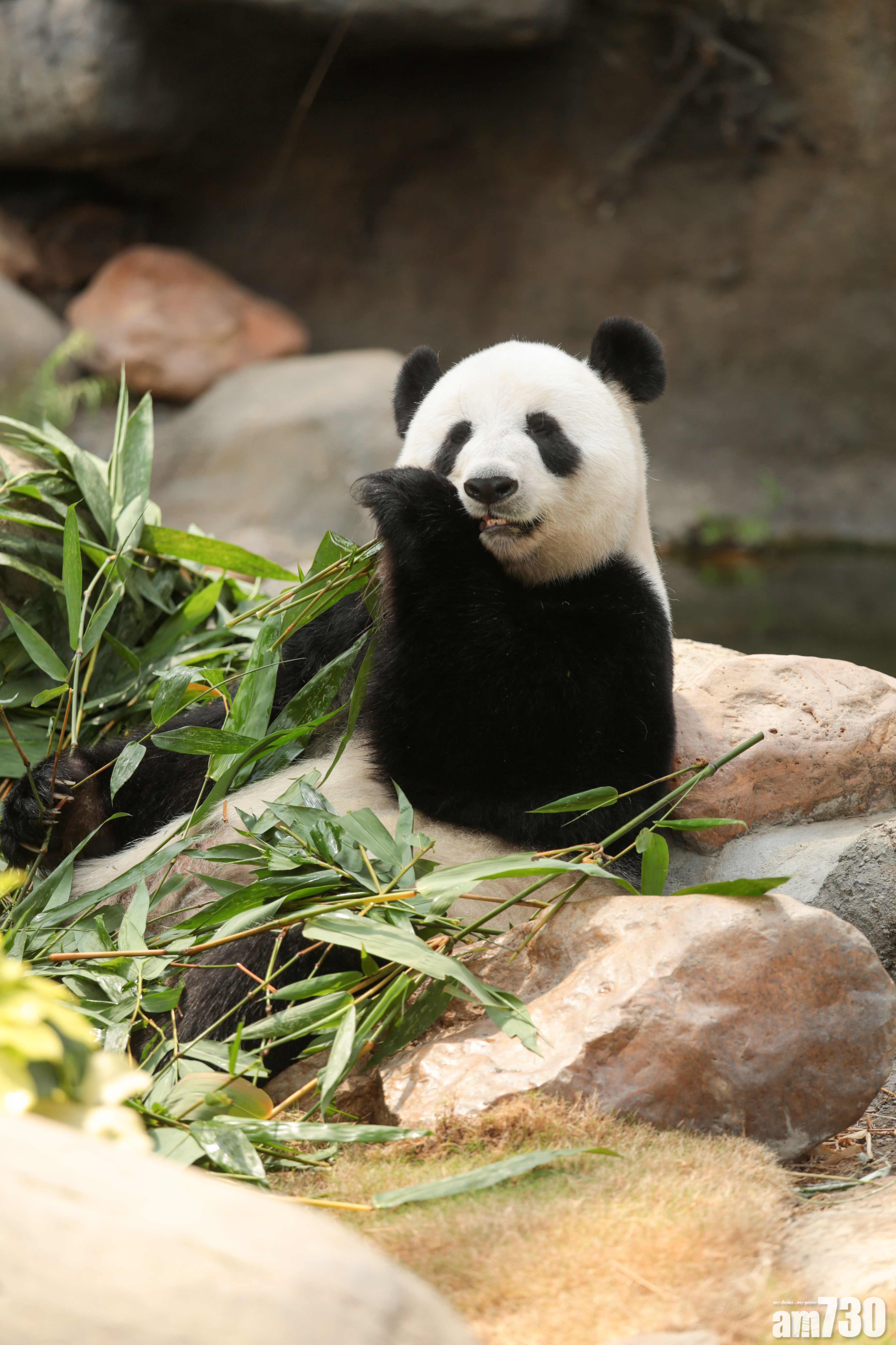 大熊貓盈盈疑懷孕 海洋公園冀今年有熊貓寶寶出生