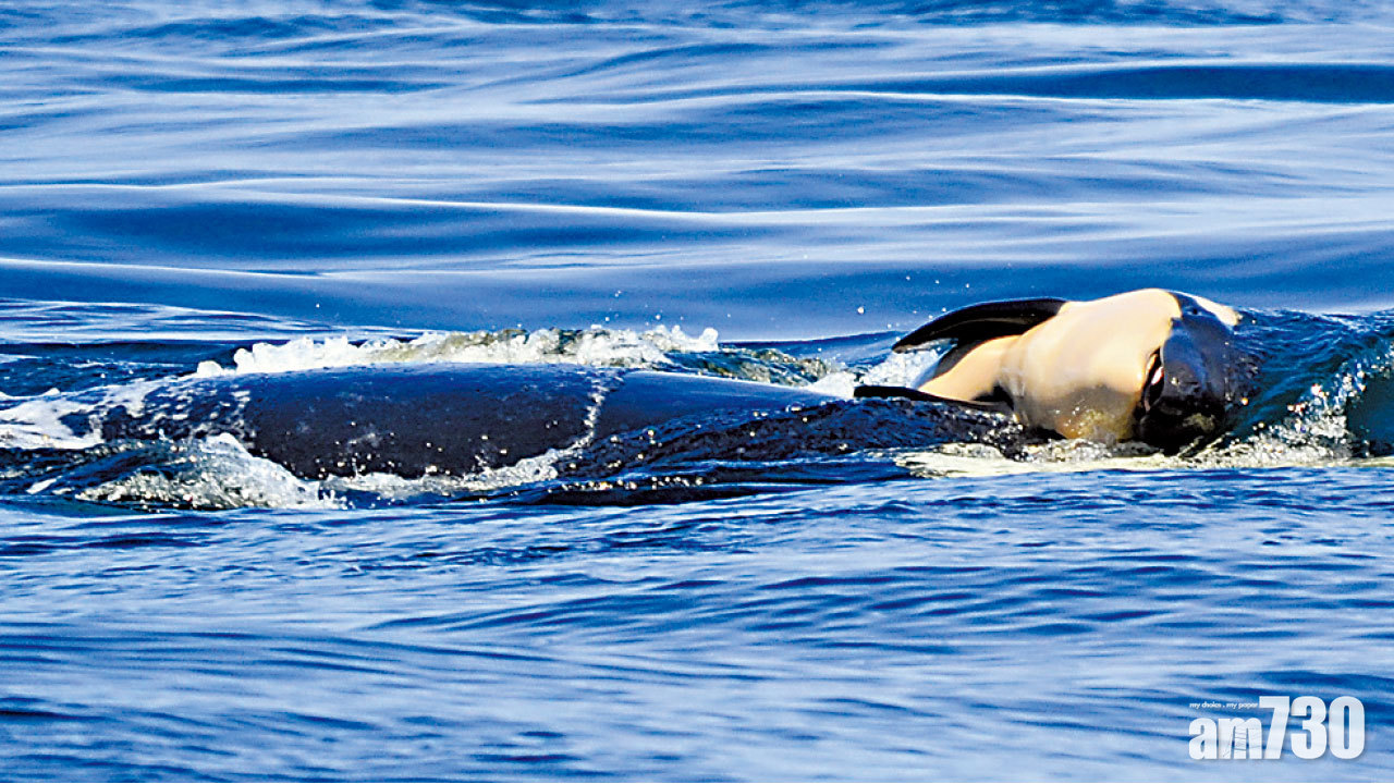 母鯨伴幼鯨屍體哀悼17日終放下