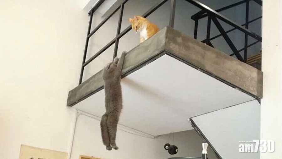 貓版羅密歐與茱麗葉