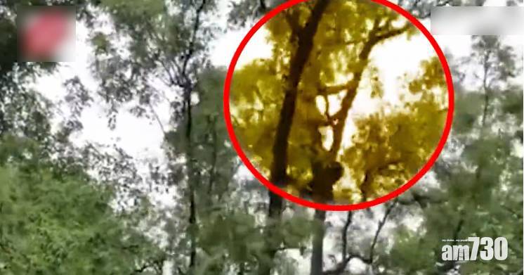 貪心遊客爬樹狂搖落棗子 網民：退化成猴？