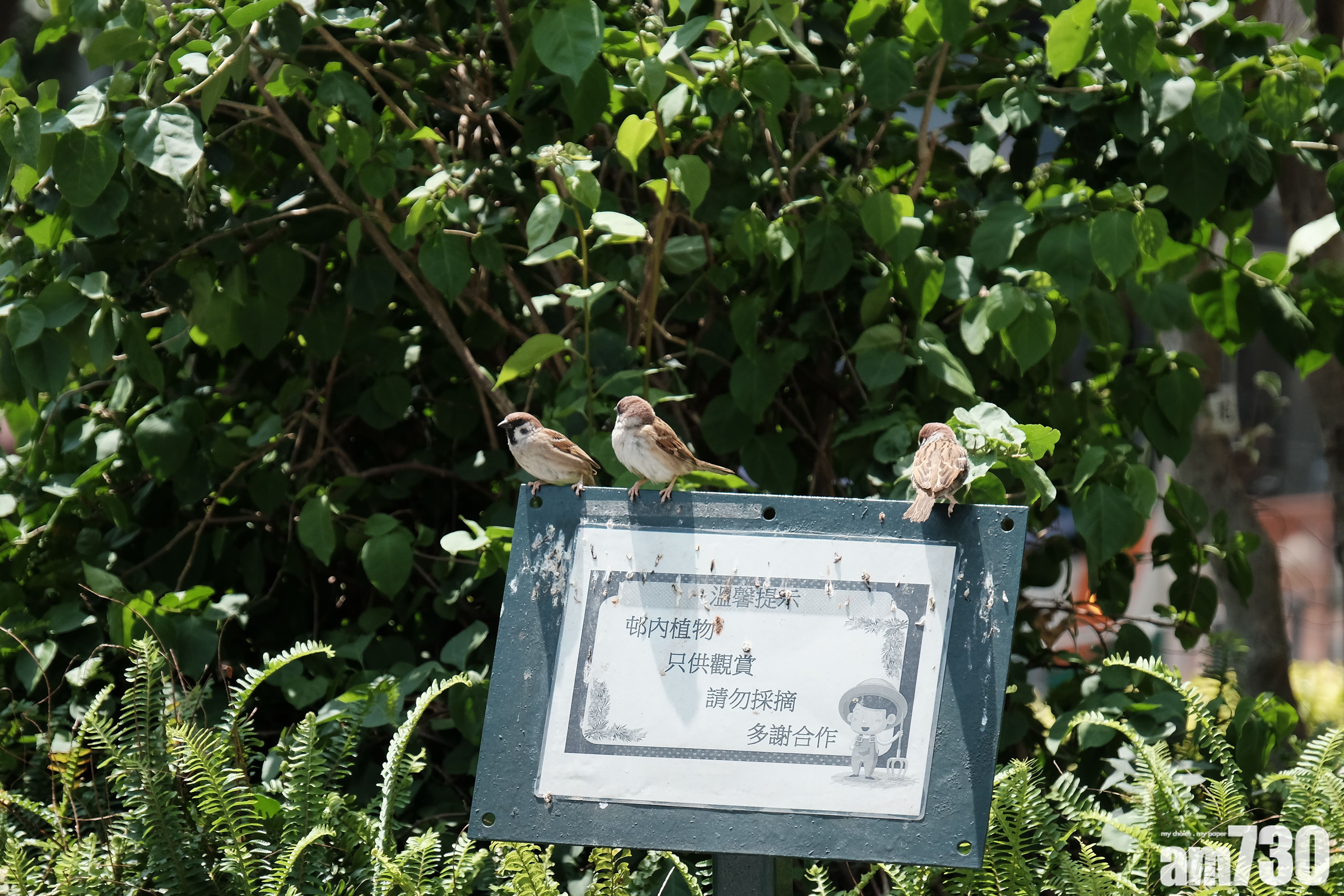 觀鳥會指全港麻雀跌至25萬隻 