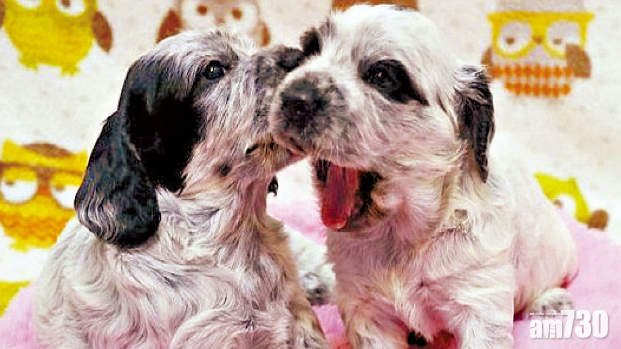 瞞妻越洋複製亡犬  作家斥百萬續前緣