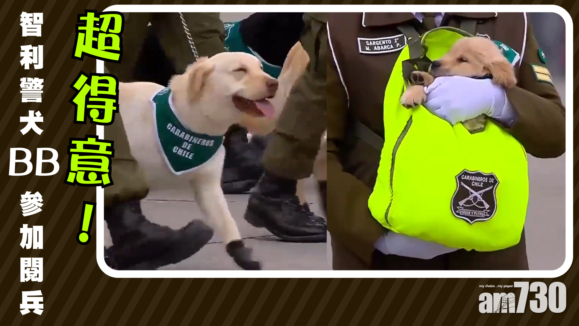 超得意！智利警犬BB被揹住參加閱兵