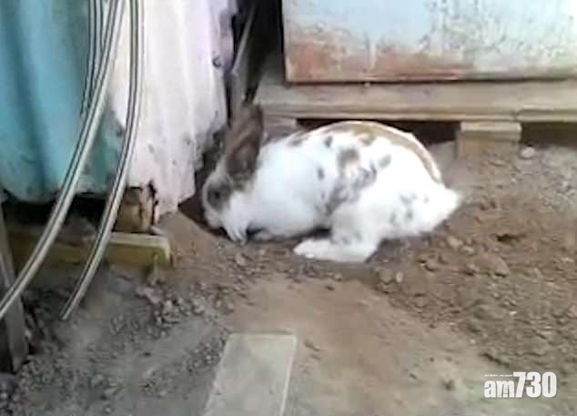 【化身英雄】兔兔奮力掘窿為了……(有片)