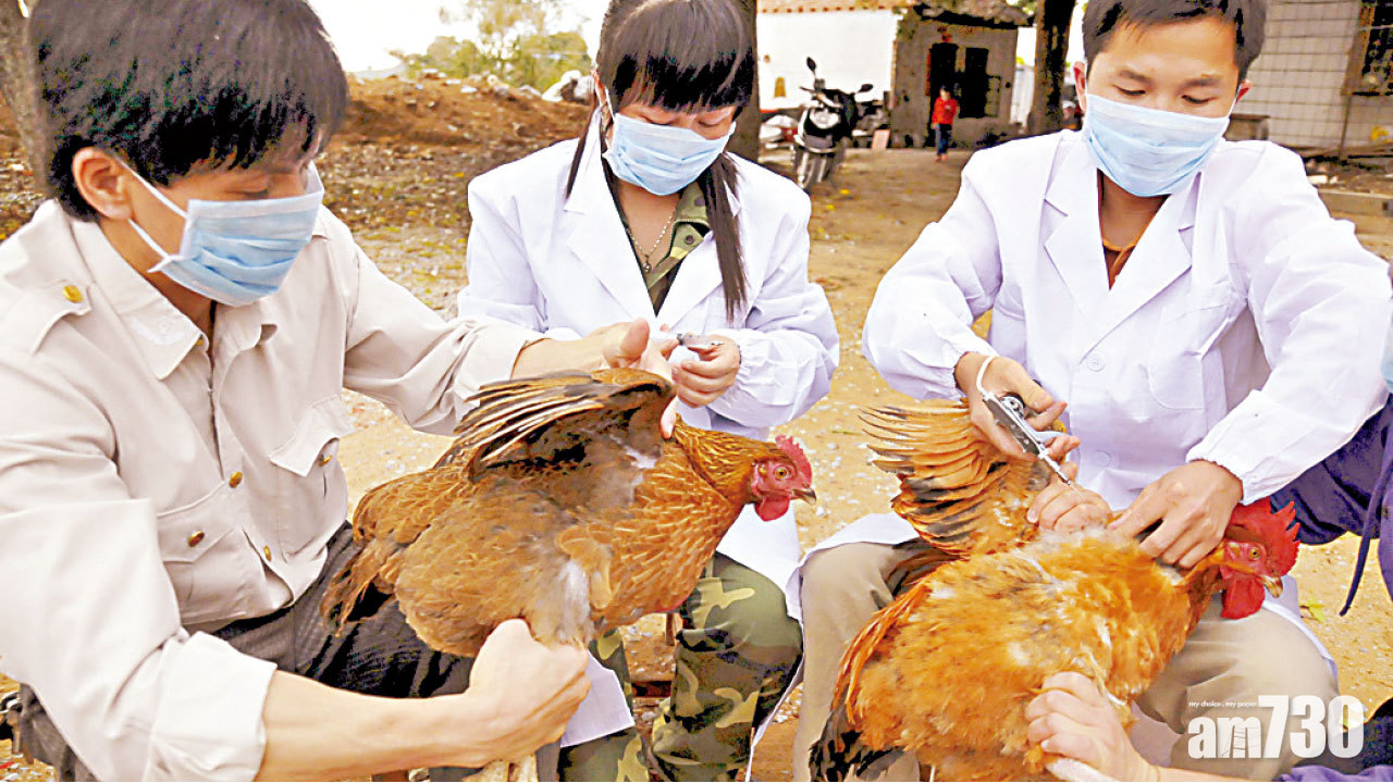 需抽60份雞血驗H7N9 5公僕劏3雞了事