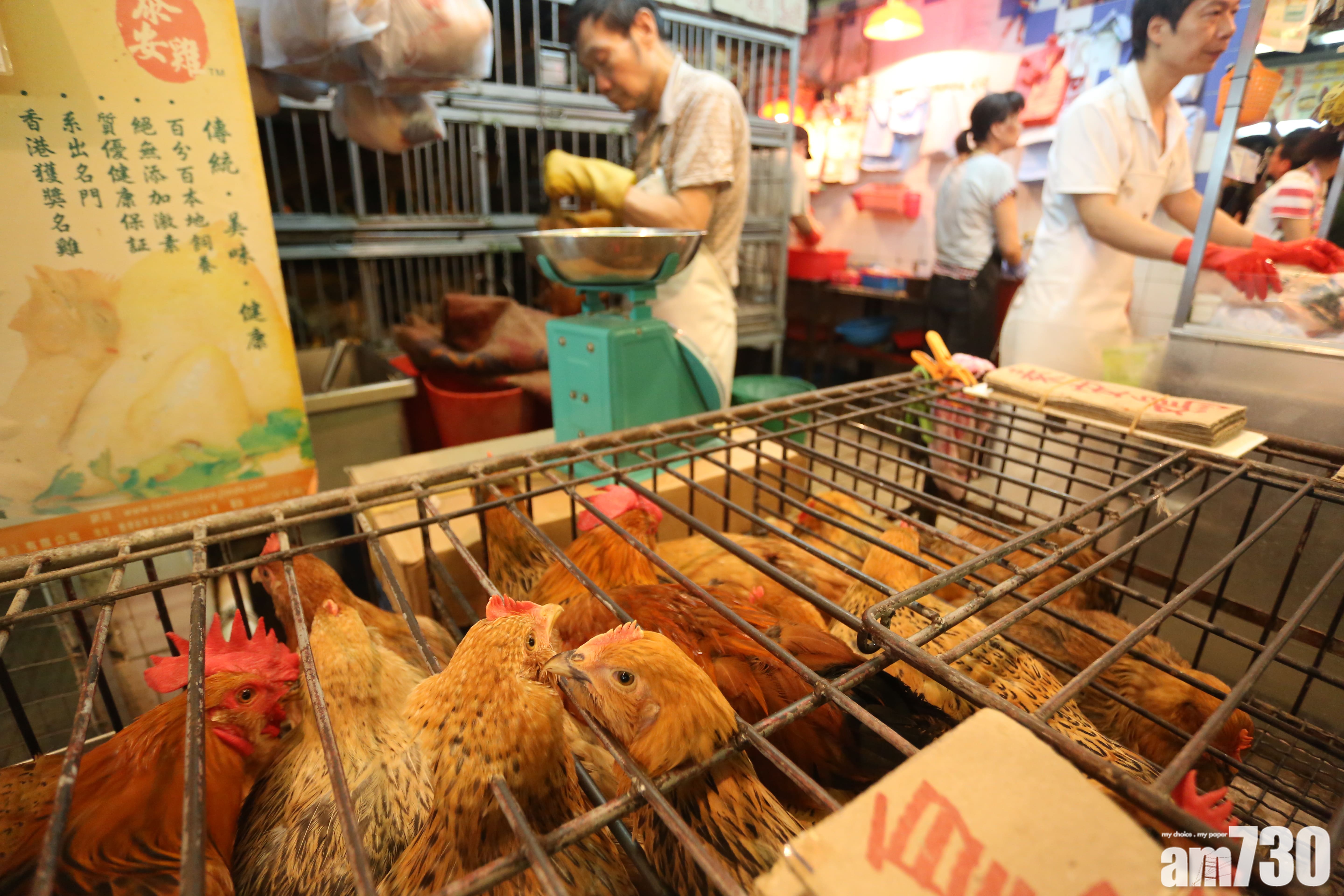 日本證H7N9禽流感可飛沫傳播 何栢良：現階段風險低