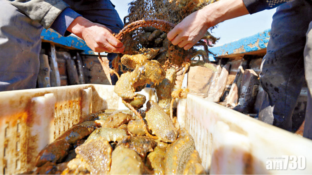 高溫致遼寧海參嚴重失收 收購價翻倍創10年新高