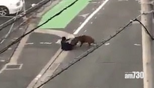 【好驚驚】野豬闖市區 如蠻牛剷跌西裝男再猛撞 (有片)