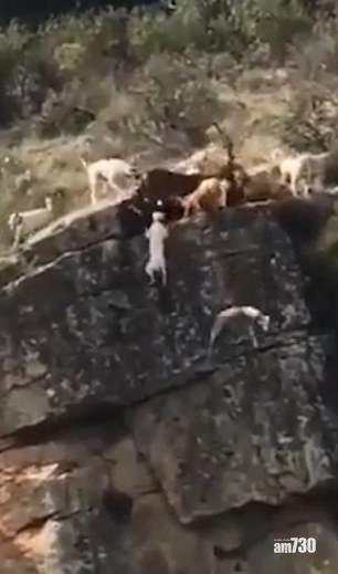【慎入】巨鹿遭圍困峭壁邊  同12獵狗恐怖墮崖 (有片)