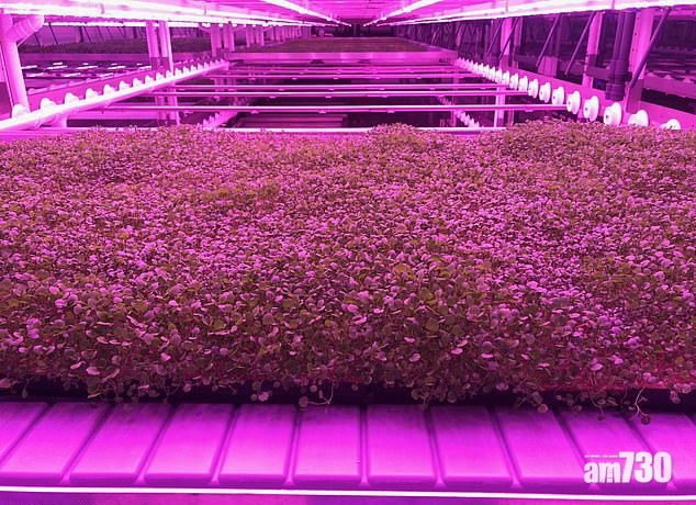 英垂直農場慶豐收