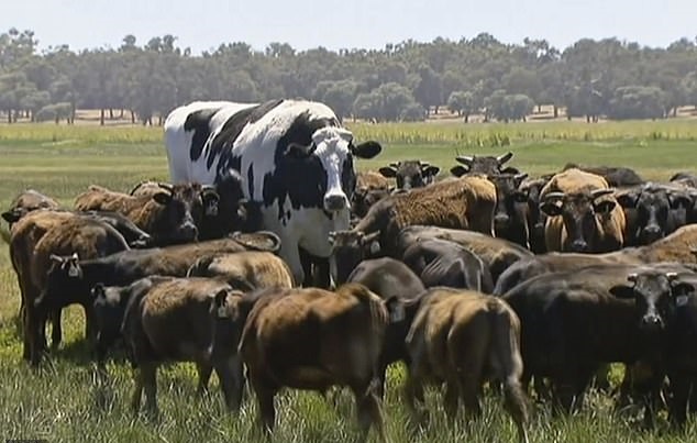 牛王雞霸 大到不能劏