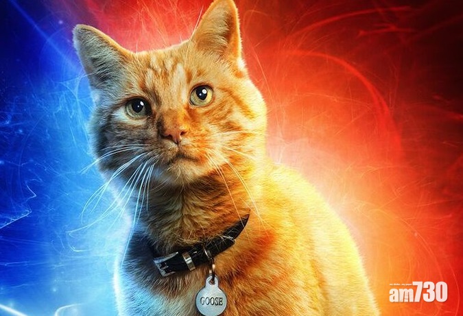 【最萌英雄】《Marvel隊長》海報全開 寵物貓「Goose」好可愛