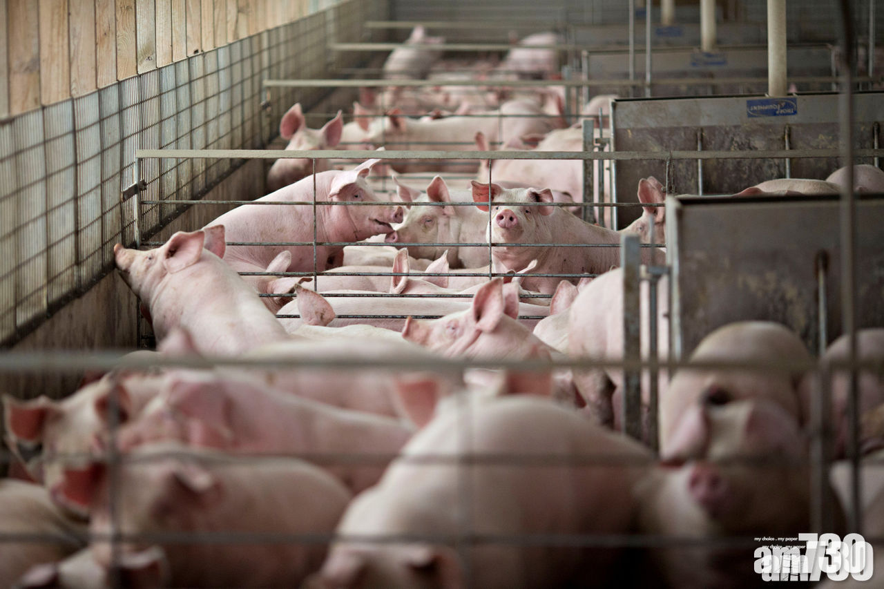 【業界支持】年三十至年初三停宰豬 