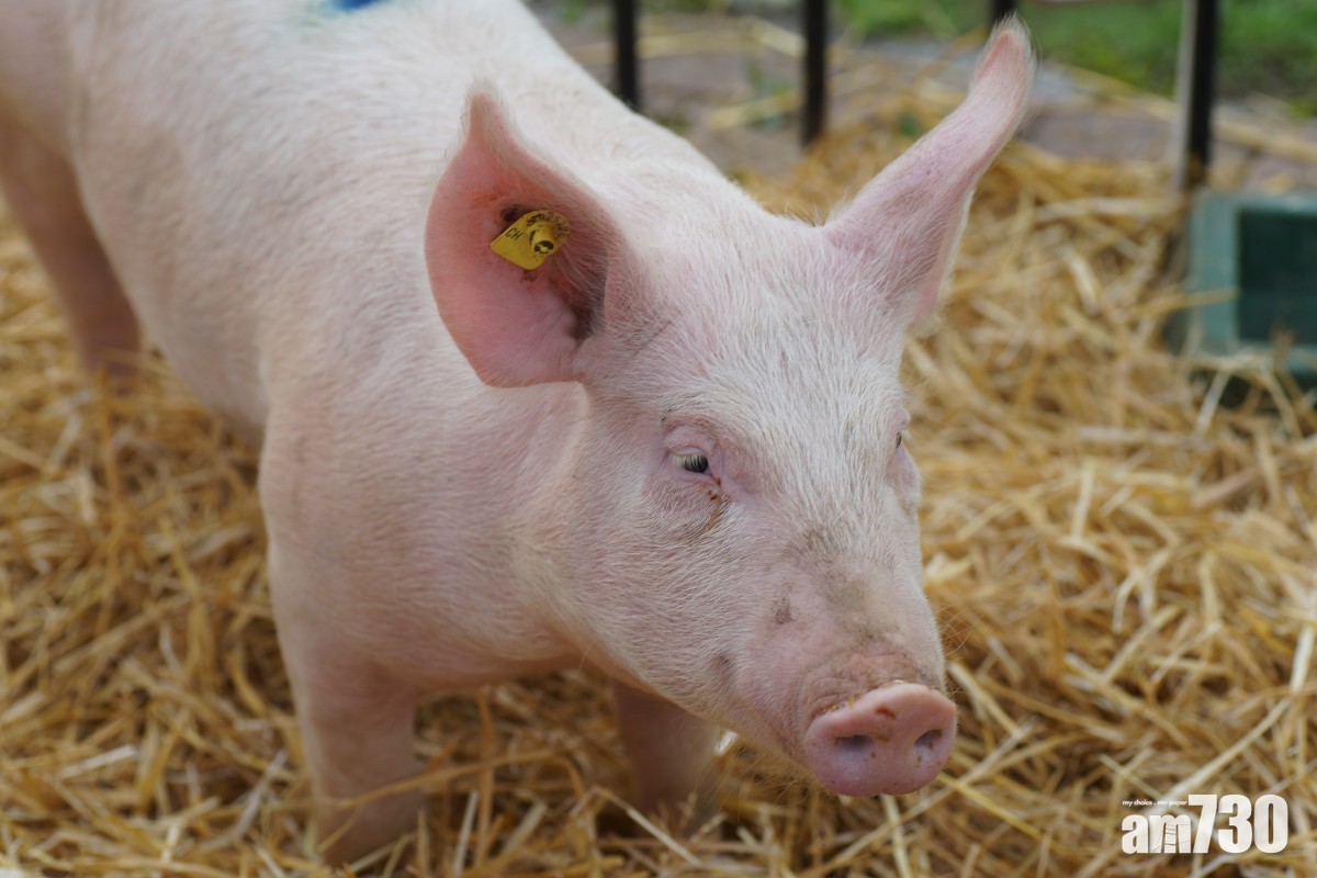 【糖尿有救】日計劃豬隻體內培植人類胰臟 料最快今年展開研究