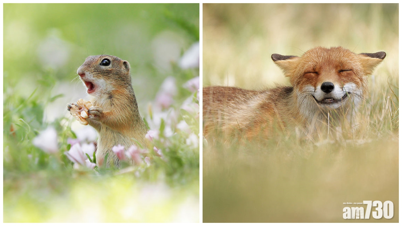 【超治癒】森林中野生動物的可愛瞬間