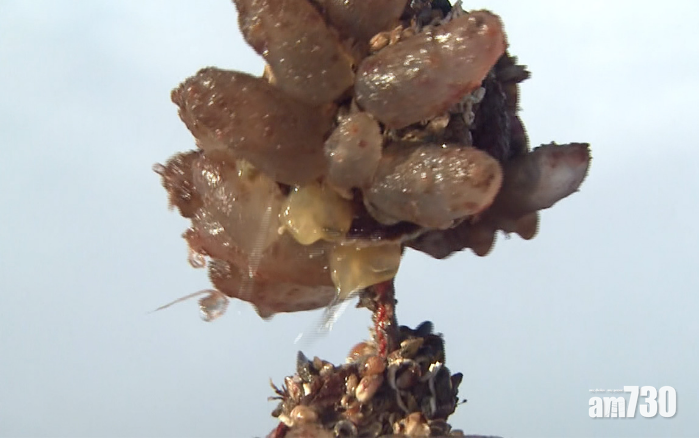 【神秘物種入侵】北海道噴火灣帆立貝 大量死亡恐失收 (有片)