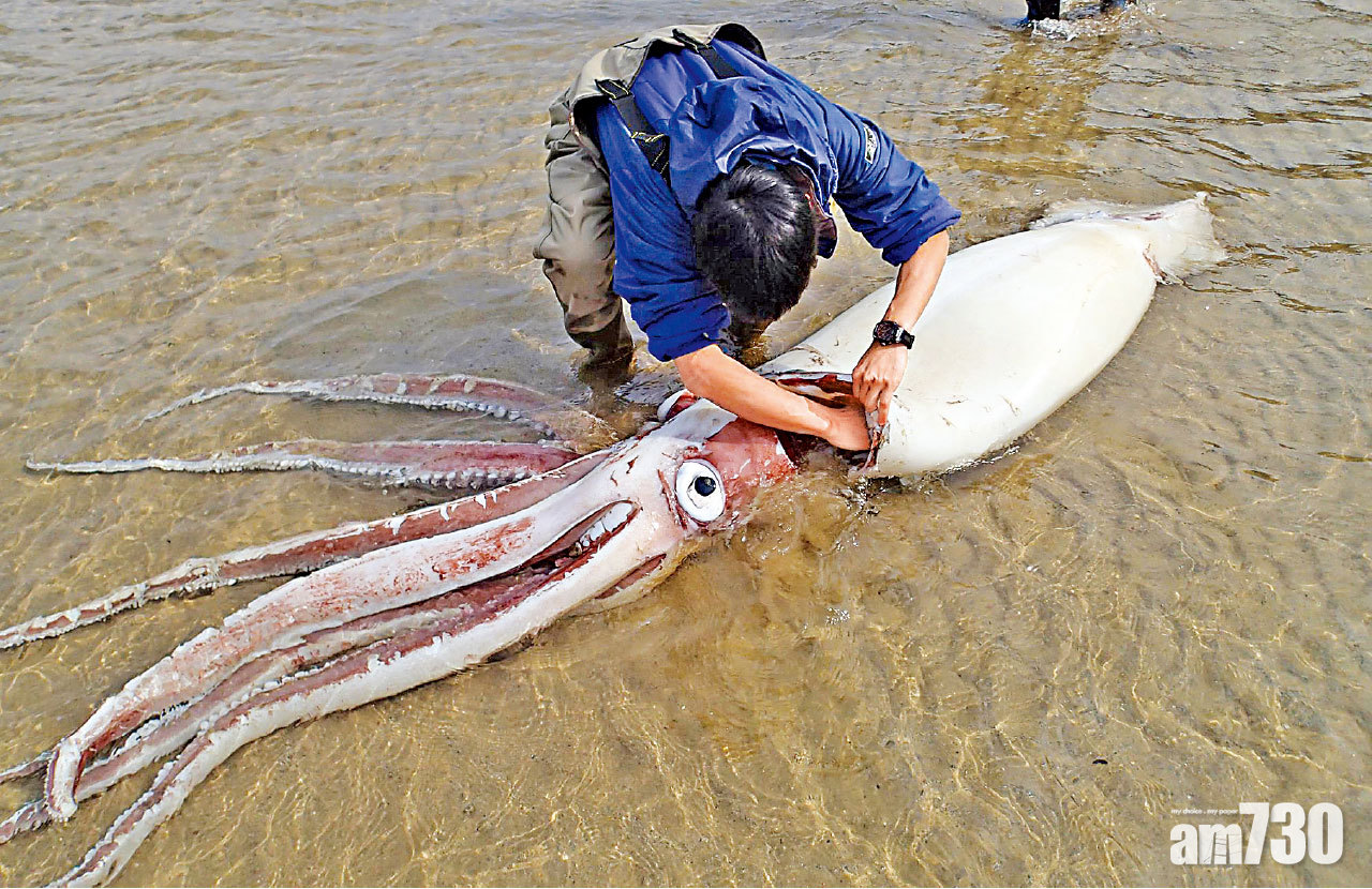 日河岸驚現3.4米長深海烏賊 憂大地震先兆