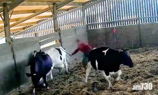 【駛唔駛咁呀】英牧場員工暴打乳牛 又將小牛拖行