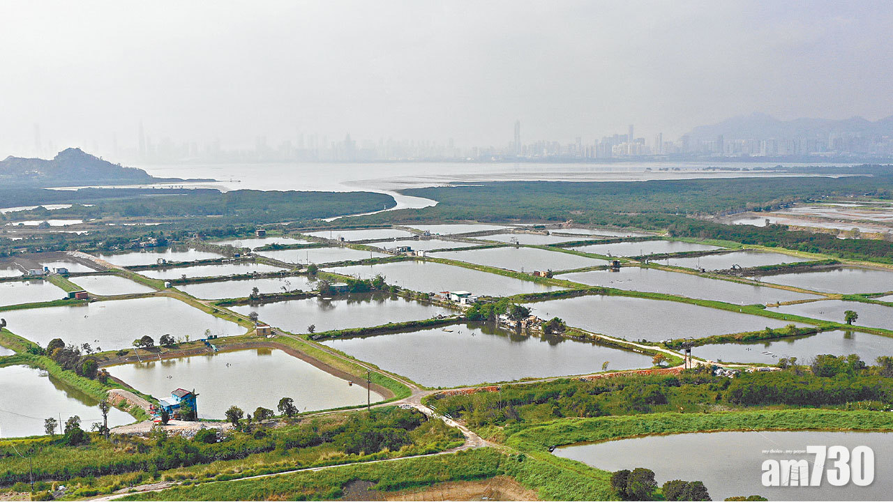 【濕地前途系列】港府濕地保育「做唔夠」 