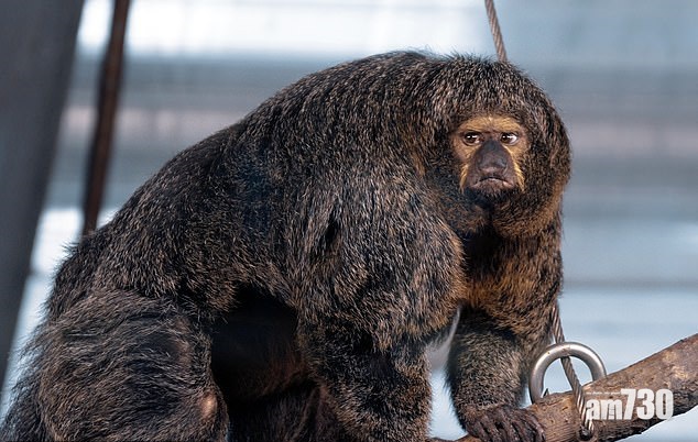 【肥腫難分】猴界爆肌后