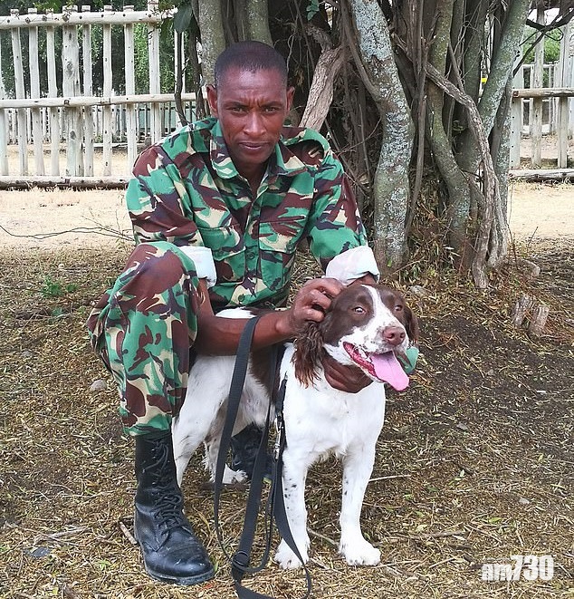 警犬守護全球唯二白犀牛