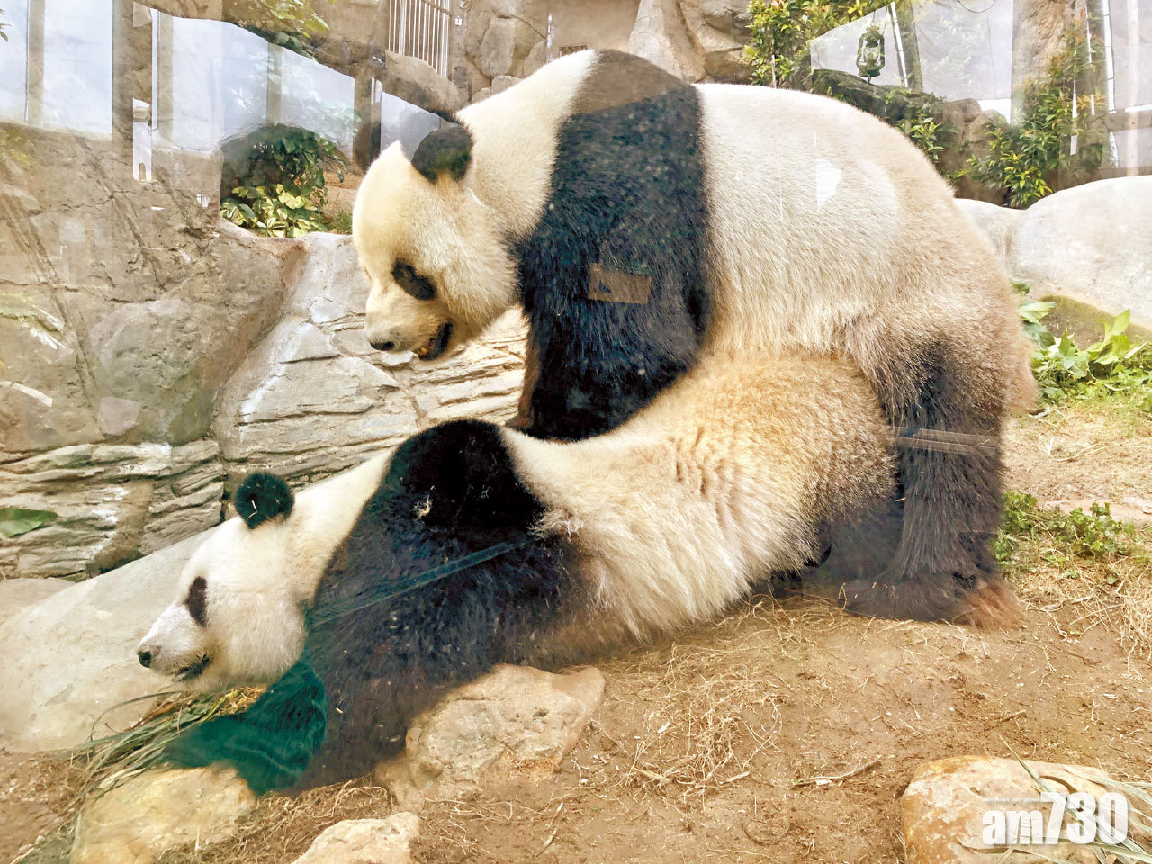 盈盈樂樂自然交配失敗 海洋公園為大熊貓海洋公園人工受孕