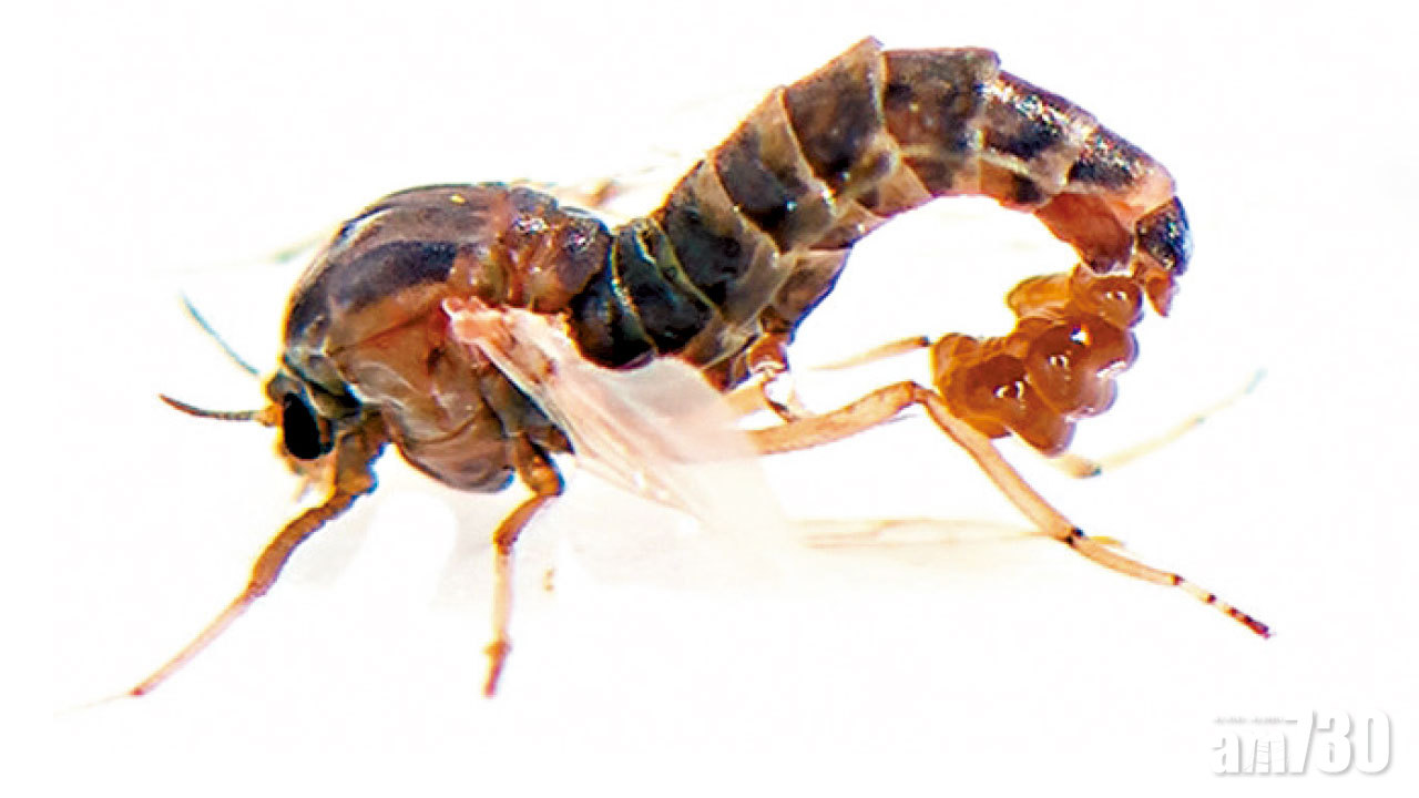 浙江新蚊種「中華二叉搖蚊」 只識滑水不會飛