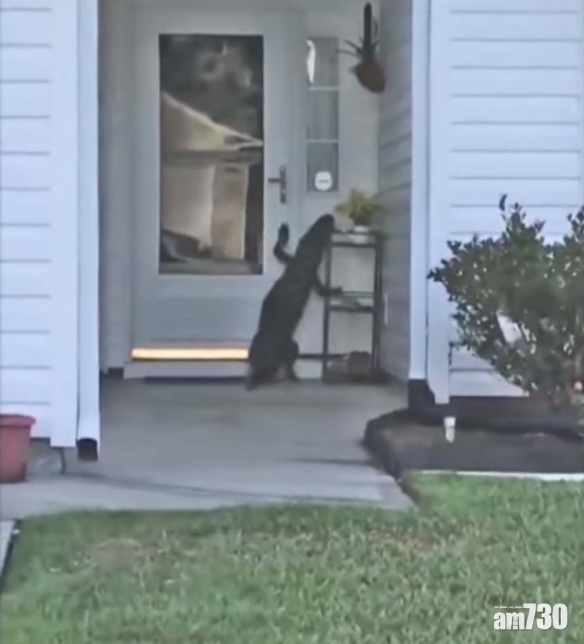 【不速之客】屋企有人想㩒鐘  點知原來係鱷魚 (有片)