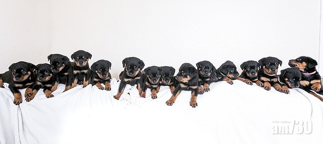 16福臨門破紀錄