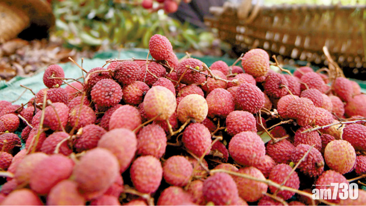 桂味糯米糍失收 荔枝每斤或百元