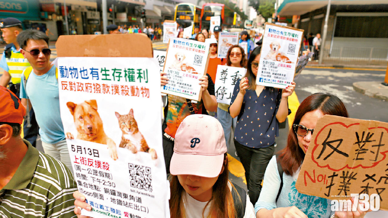 政府撥3300萬撲殺流浪動物 團體︰用絕育取代