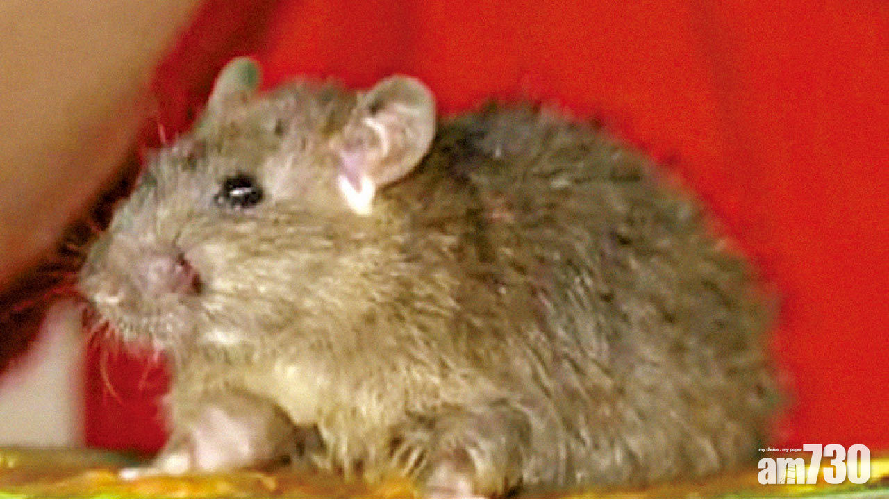 張建宗︰過街老鼠一隻都唔放過   何栢良︰大鼠戊型肝炎有人傳人風險