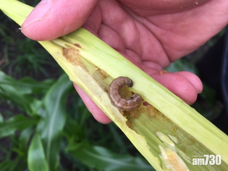 台灣3縣市淪陷！宜蘭嘉義發現草地貪夜蛾