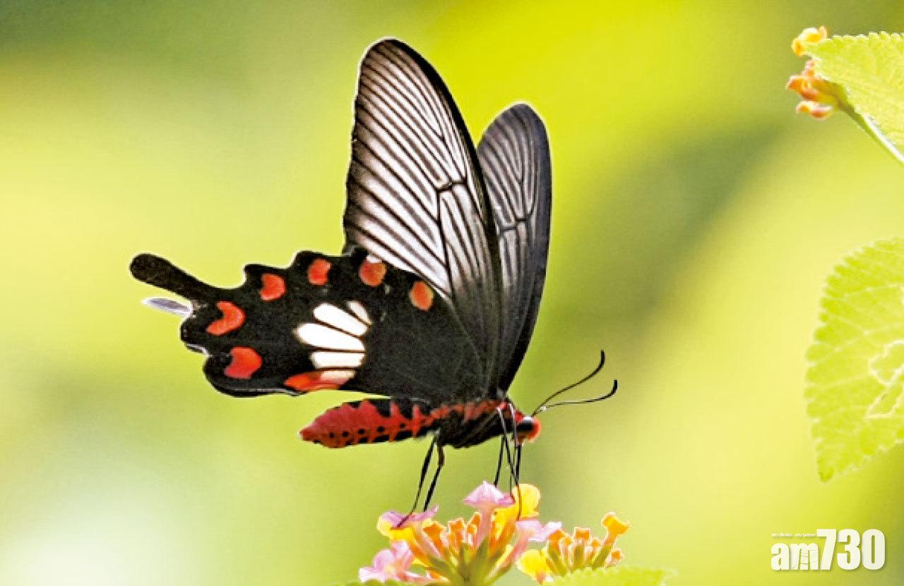 睇紅珠鳳蝶 裳鳳蝶 金裳鳳蝶 燕鳳蝶 夏至是最佳時機