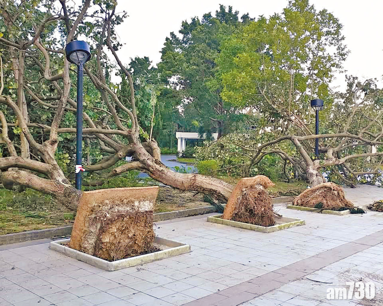 颱風致大量塌樹  詹志勇︰種樹方式有誤