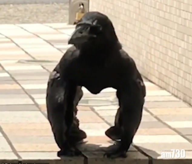 天衣無縫 烏鴉冒充大猩猩 