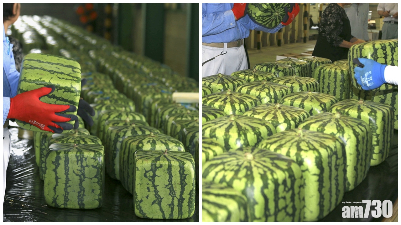 日本香川縣特產「方形西瓜」上市 每個賣逾萬日圓
