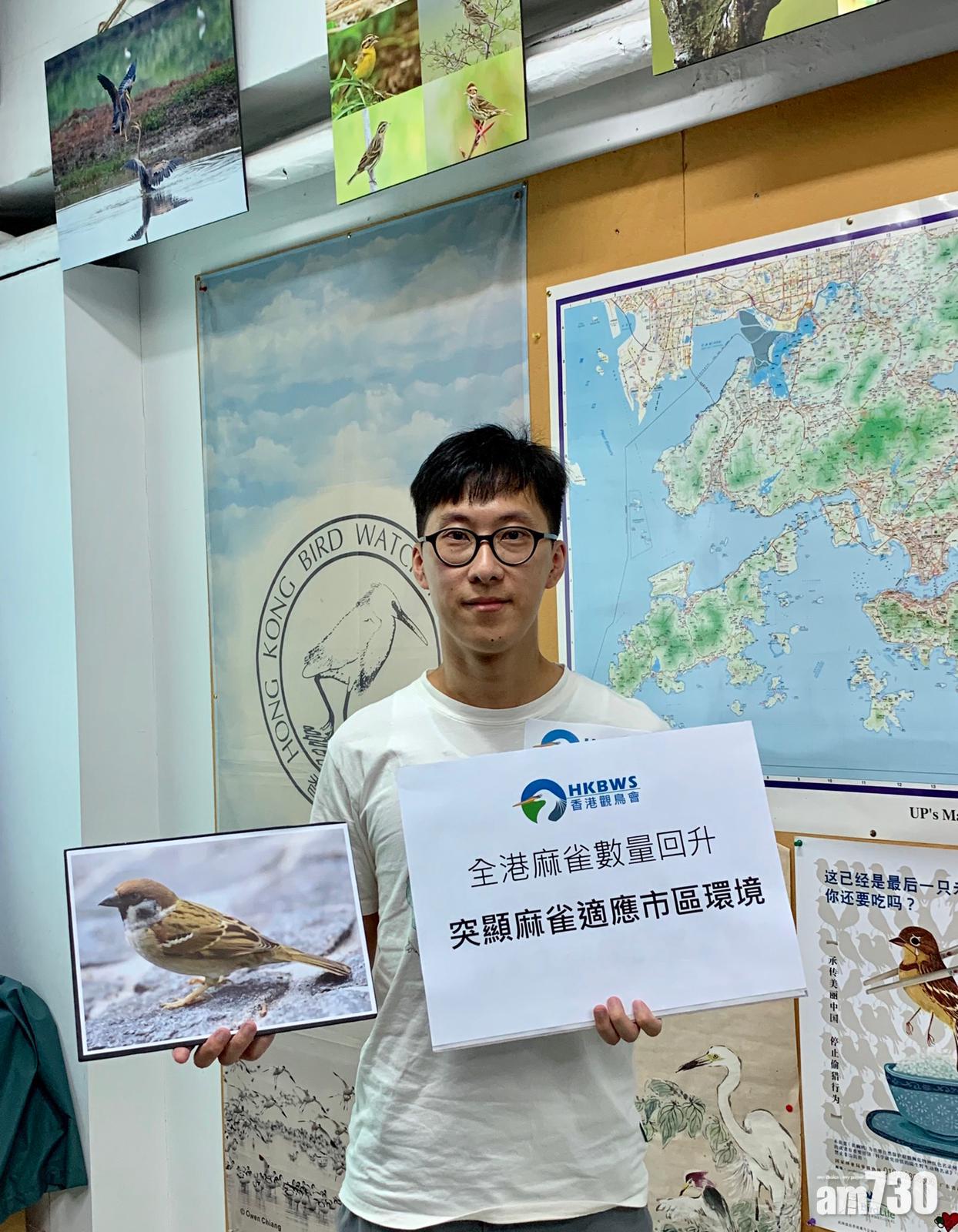 【麻雀普查】多雨利築巢育雛　觀鳥會：全港料有30萬隻