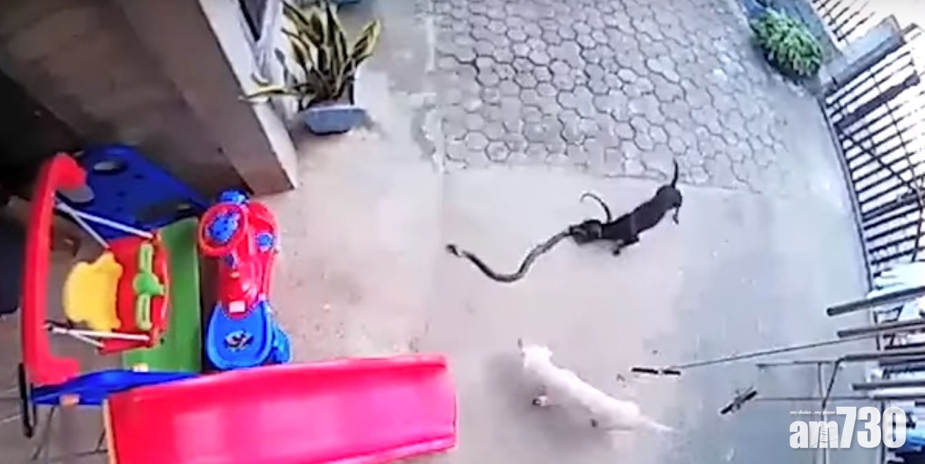 【英勇義犬】眼鏡蛇潛入屋 兩犬捨身保護1歲少主 
