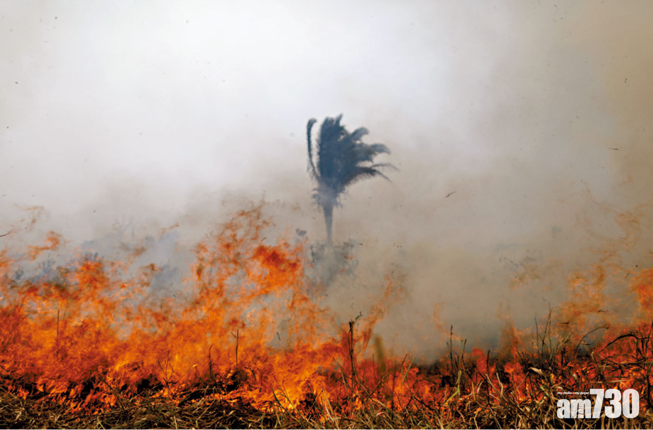 巴西亞馬遜森林大火 6州要求軍方協助